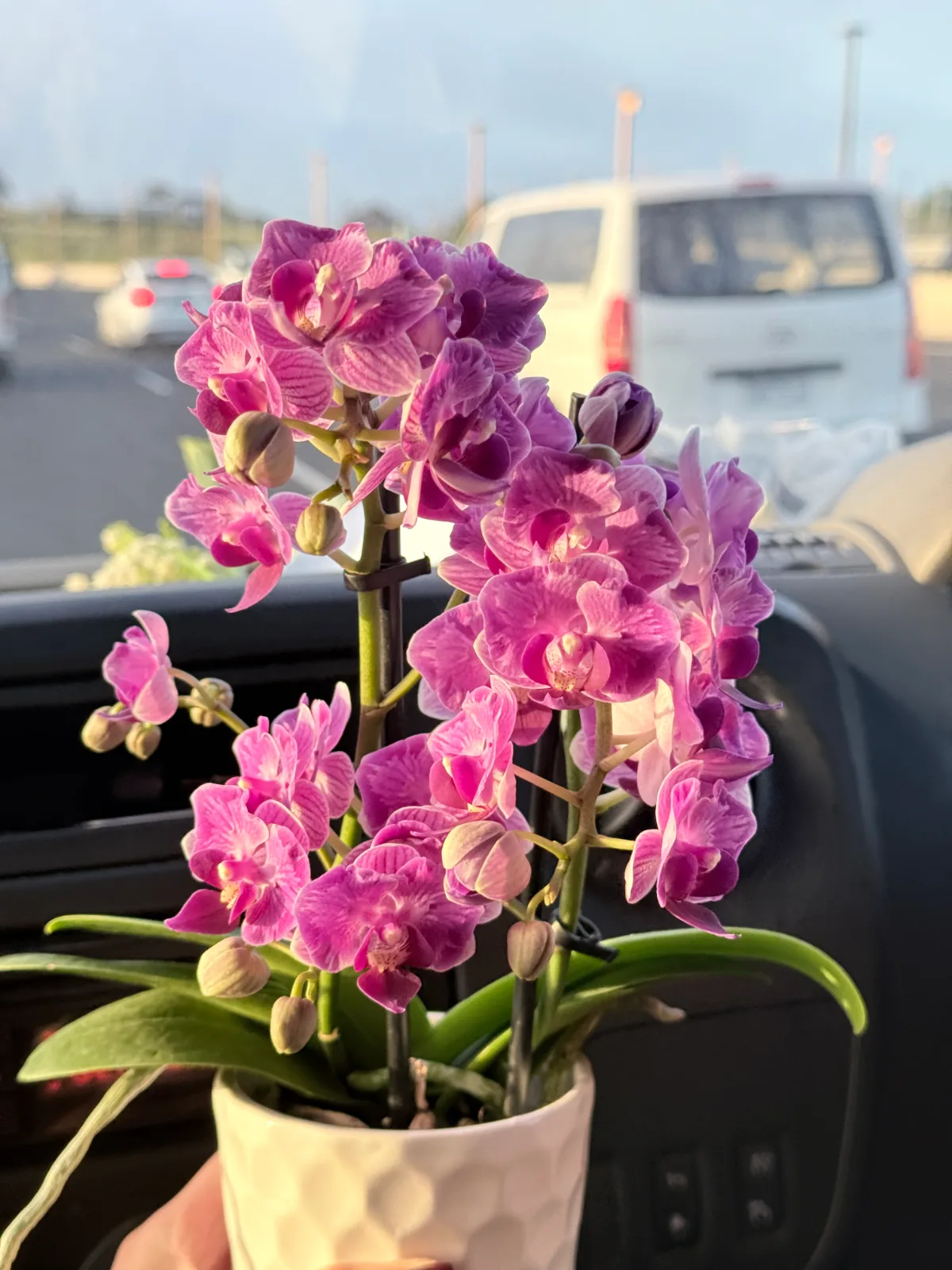 Pink Ceremic Orchid Elegance — complete hand-tied bouquet in ivory wrapping