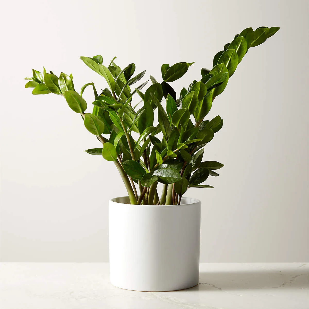 Zanzibar Gem – Indoor Plant